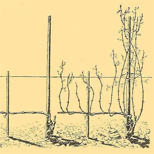 Romulus V. - I. repríza